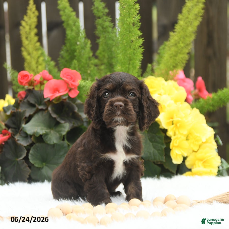 English Cocker Spaniel dogs Sundae - Ad 2