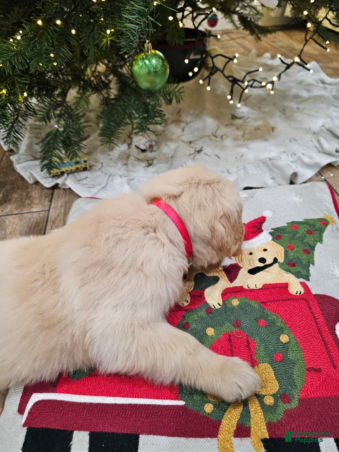 Golden Retriever dogs for sale: Golden Retriever Puppy 5 - Ad 10