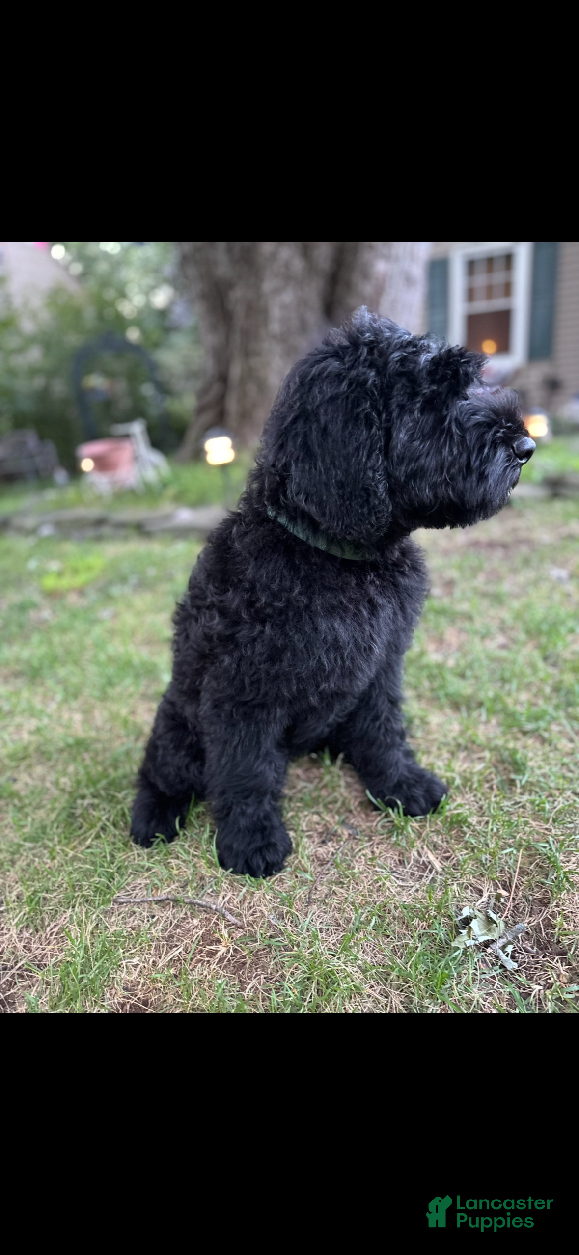 Giant Schnauzer dogs Tuna - Ad 2
