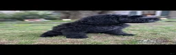 Giant Schnauzer dogs for sale: Tuna - Ad 2