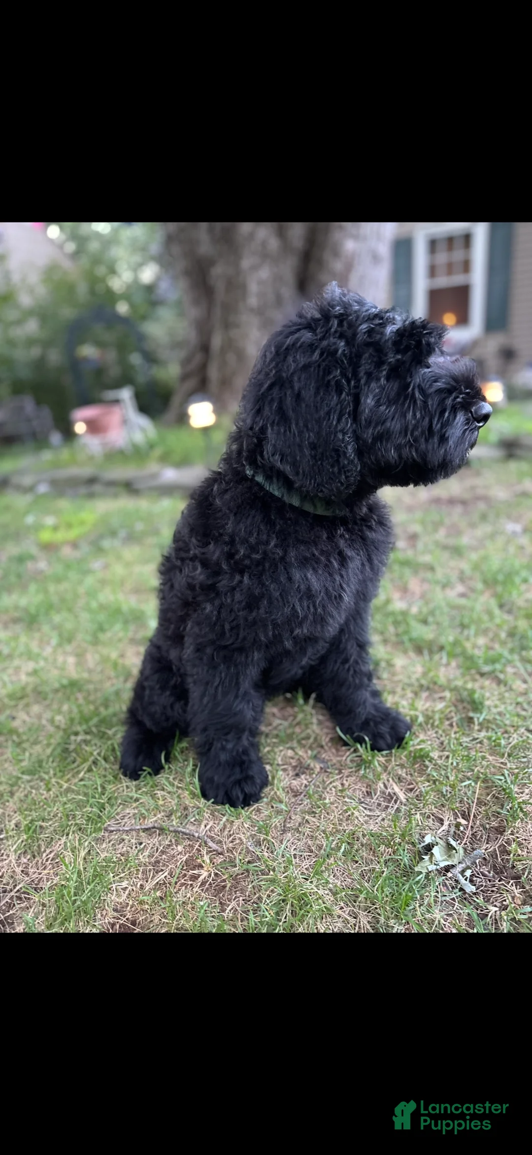 Giant Schnauzer dogs for sale: Tuna - Ad 2