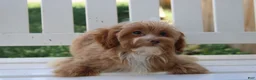 Shihpoo dogs for sale: Theo - Ad 5