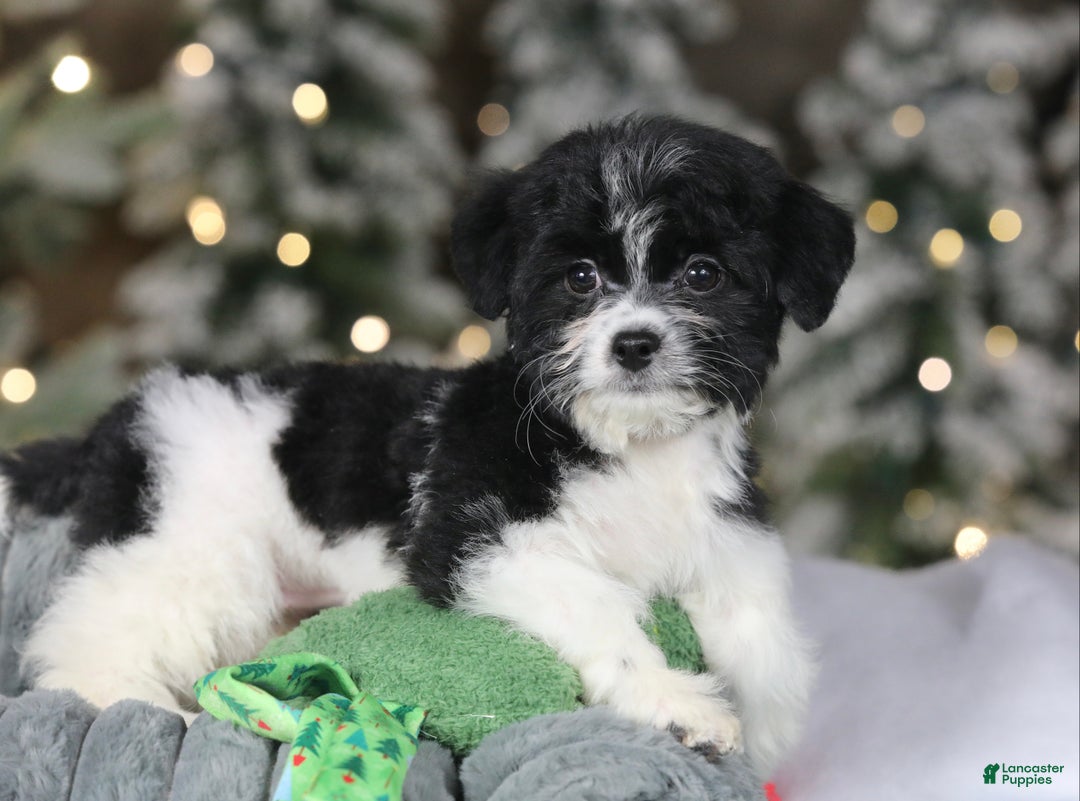 Teddy Bear dogs for sale: Noelle - Ad 15