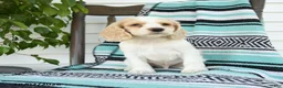 Cocker Spaniel dogs for sale: Dwayne - Ad 3