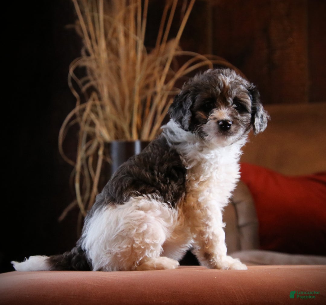 Cockapoo dogs for sale: Everleigh - Ad 3