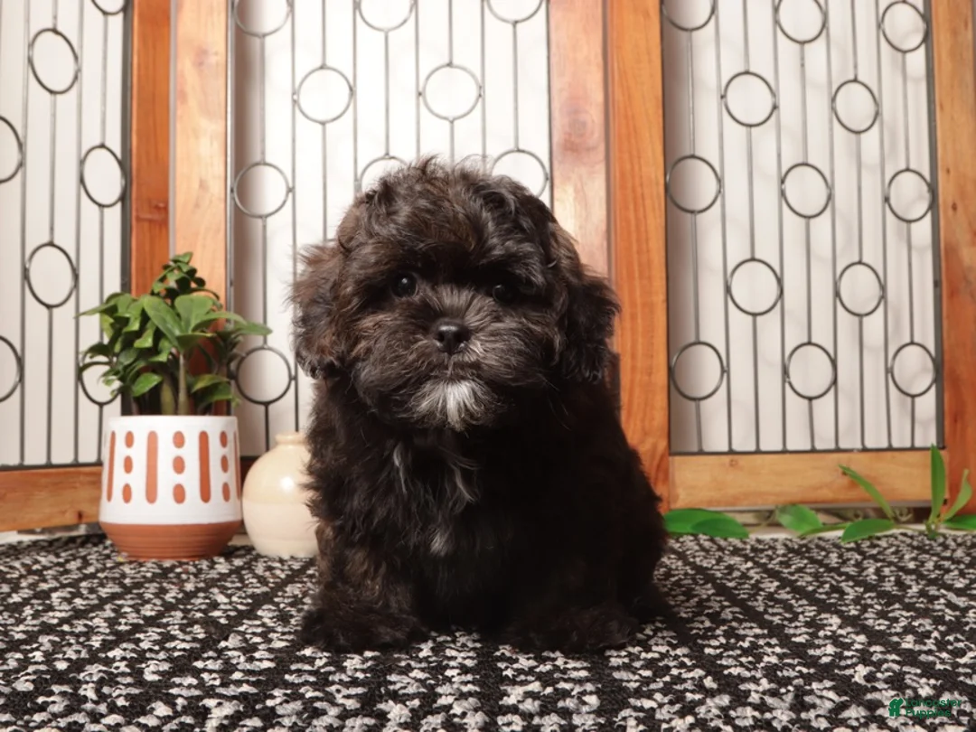 Shorkie dogs for sale: Pablo Lovable Shorkie - Ad 3