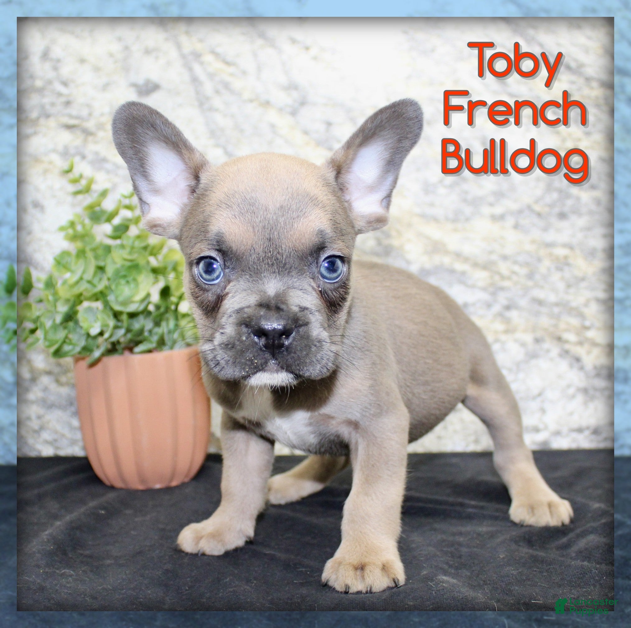 French Bulldog dogs Toby - Ad 1