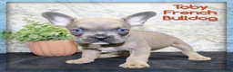 French Bulldog dogs for sale: Toby - Ad 1