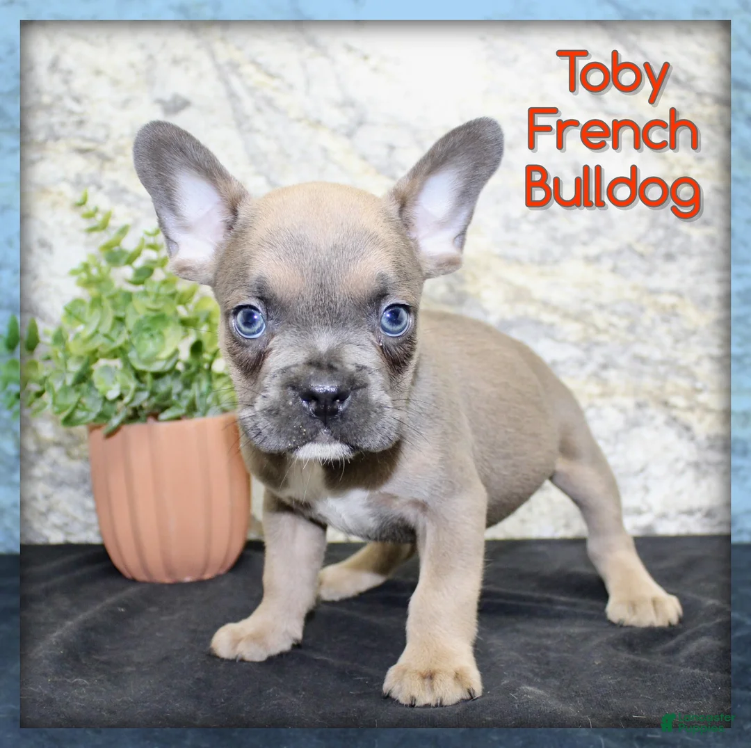 French Bulldog dogs for sale: Toby - Ad 1