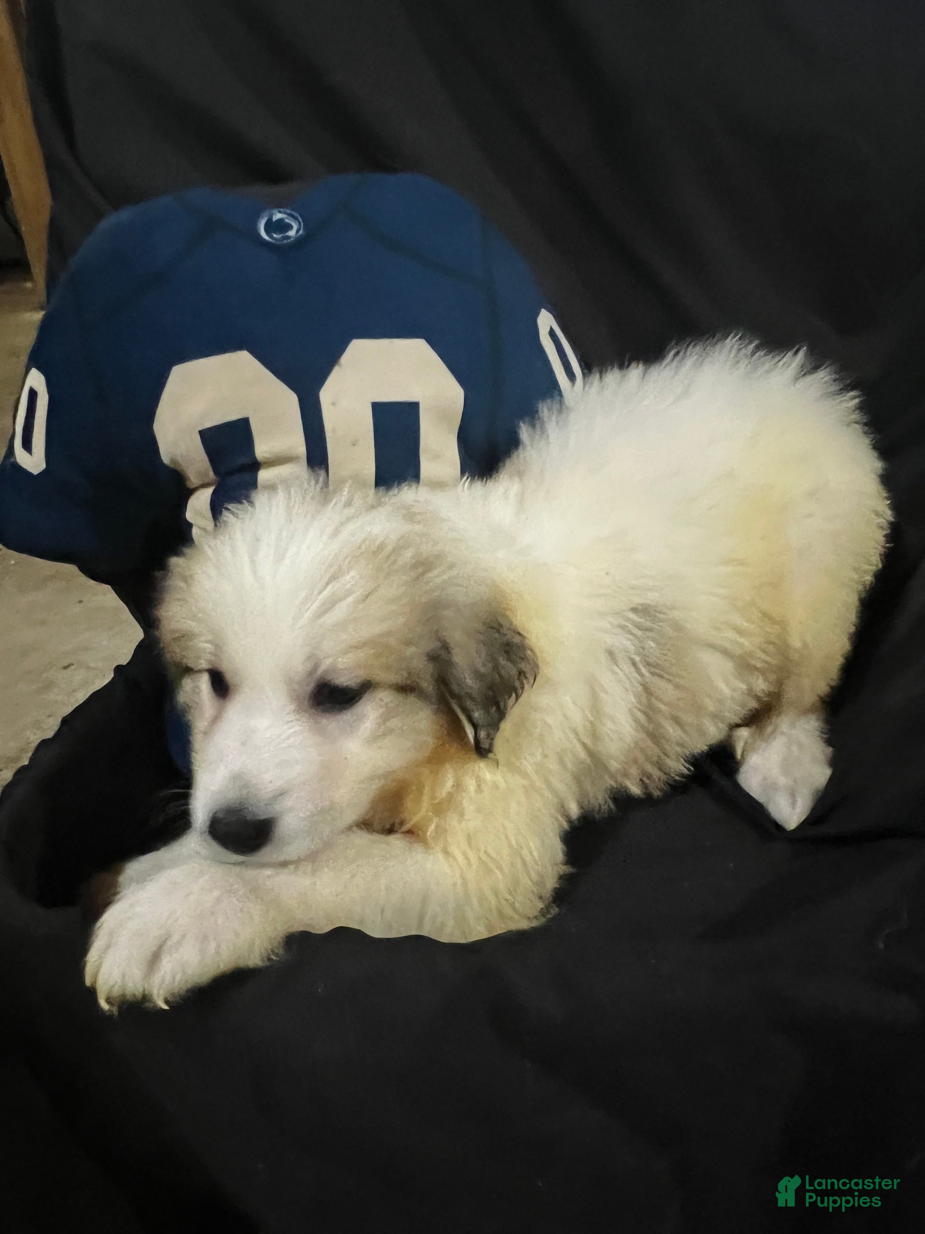 Great Pyrenees dogs Duke - Ad 1