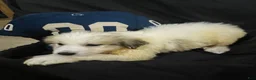 Great Pyrenees dogs for sale: Duke - Ad 6
