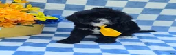 Cavapoo dogs for sale: Otter - Ad 4