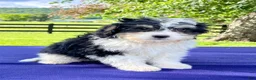 Bernedoodle dogs for sale: Nelson - Ad 4