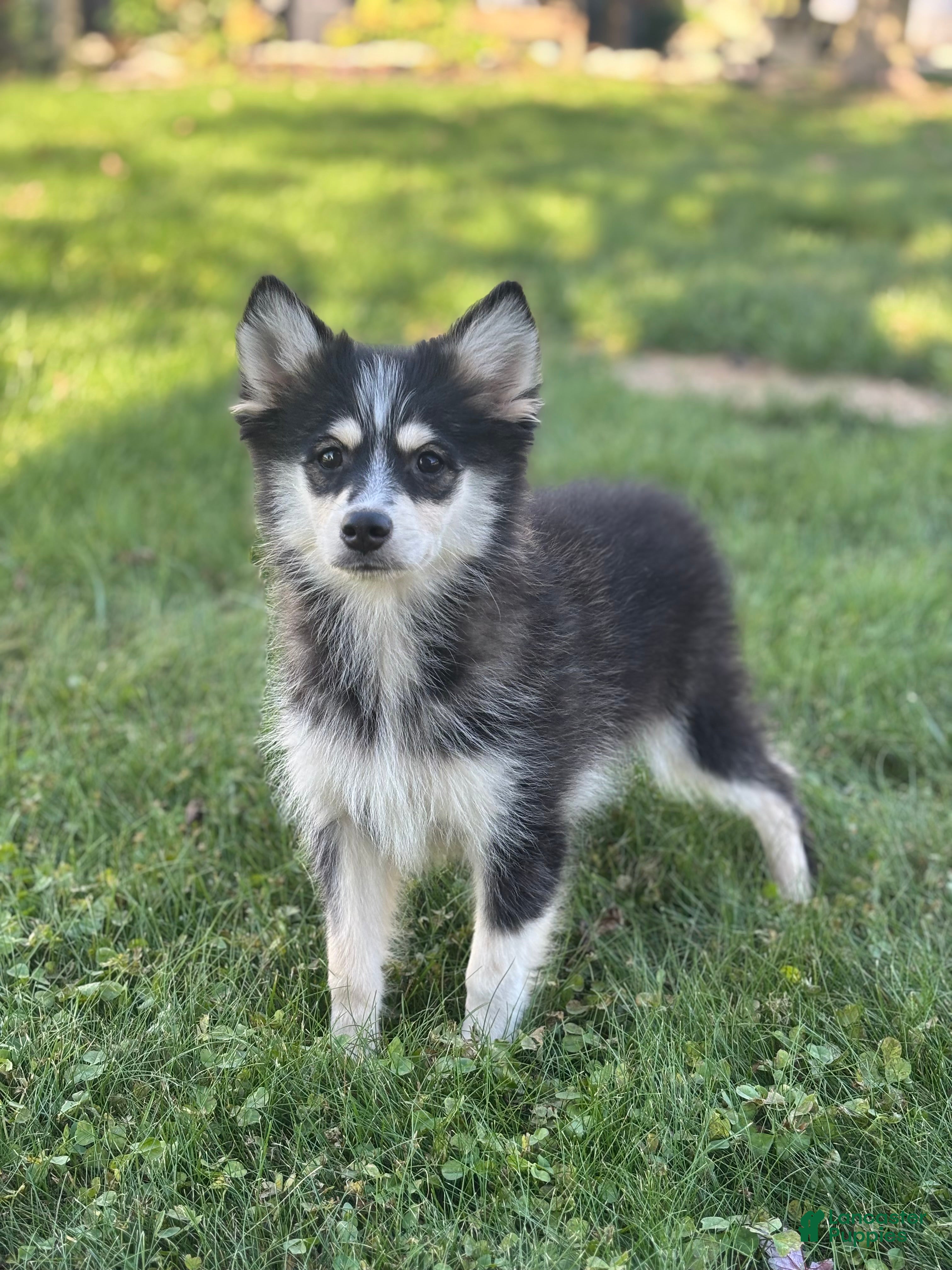 Pomsky dogs for sale: Donald - Ad 2