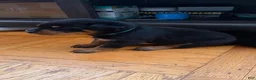 Rottweiler dogs for sale: Sage - Ad 3