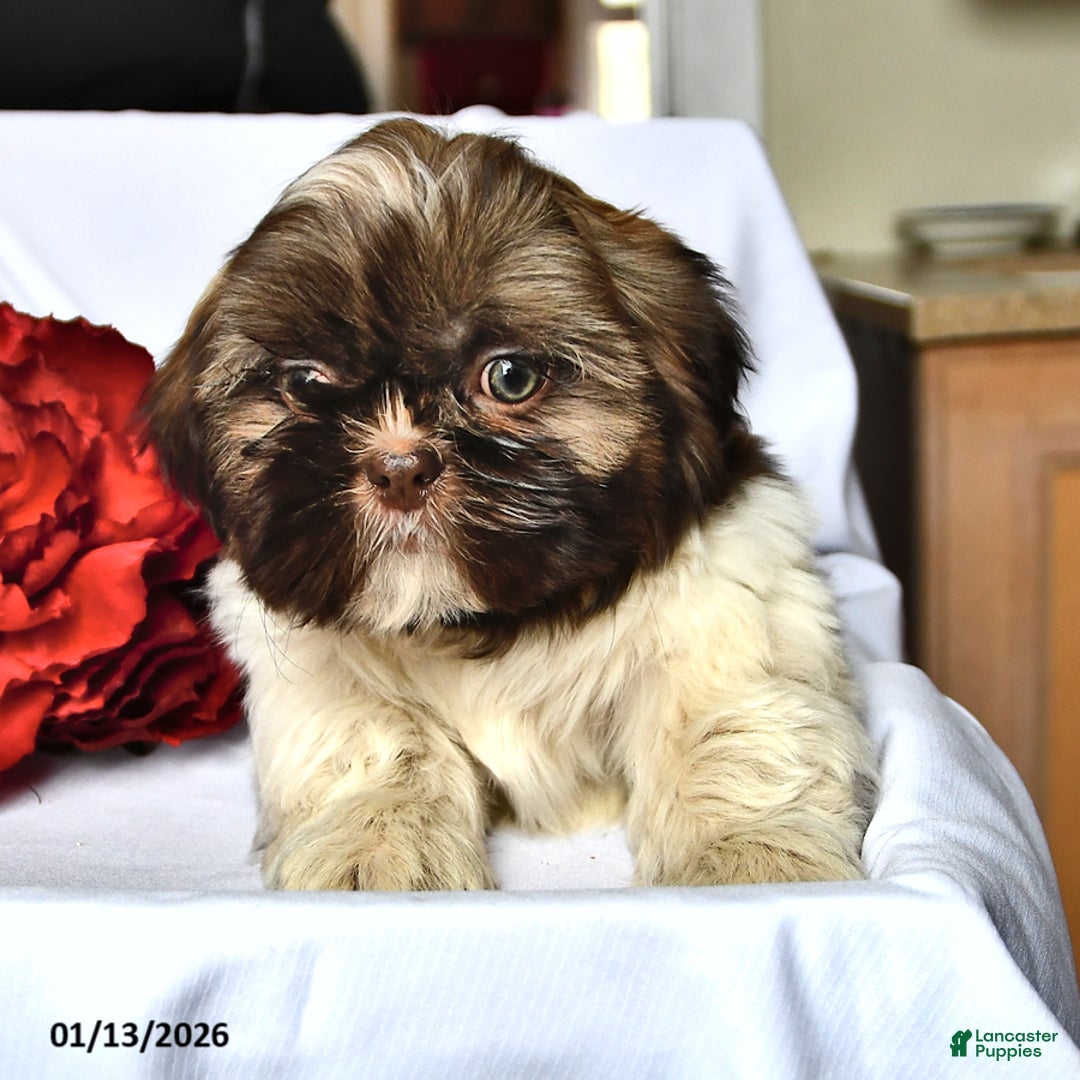 Shih Tzu dogs for sale: Mace - Ad 5