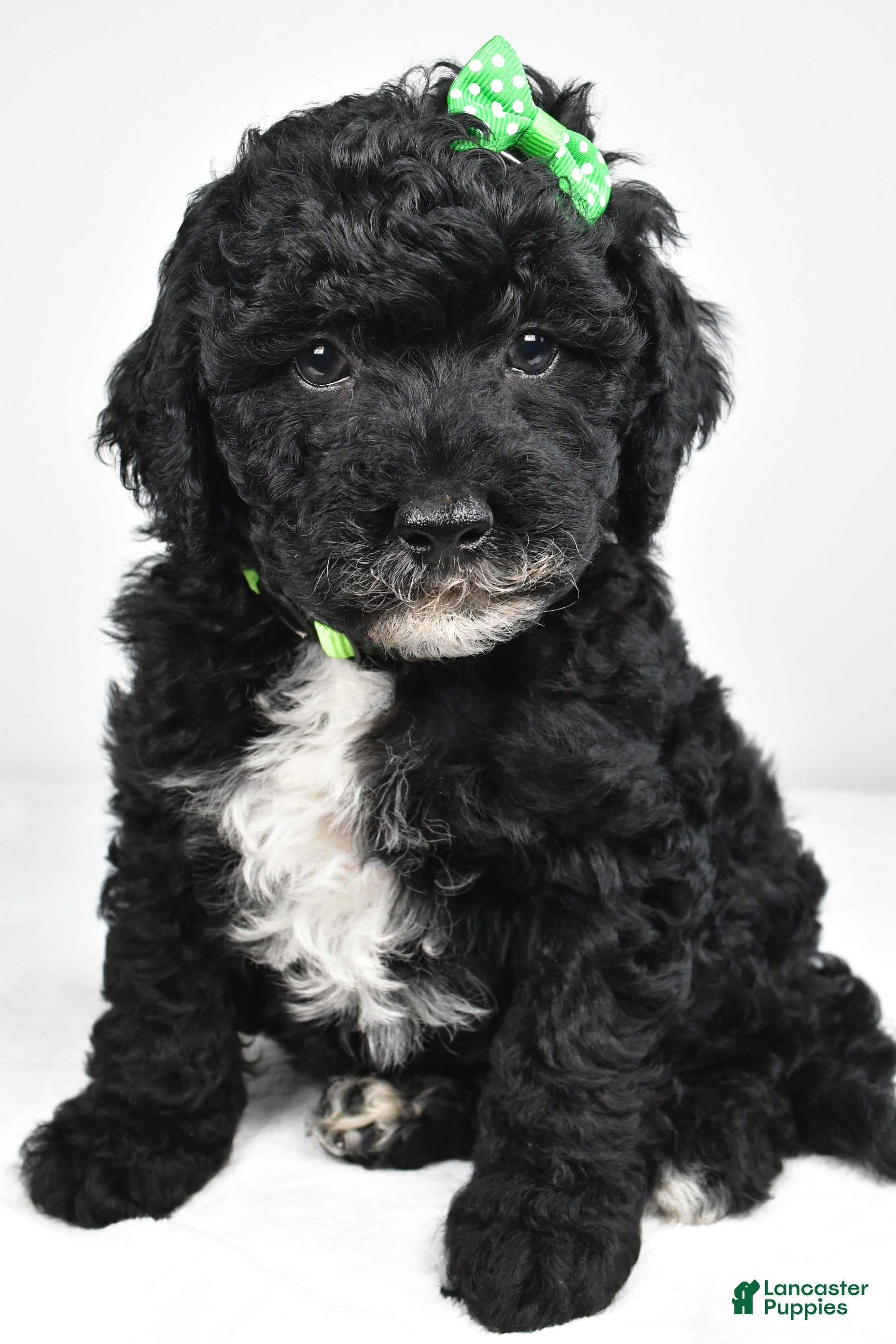 Mini Goldendoodle dogs Nicky - Ad 2