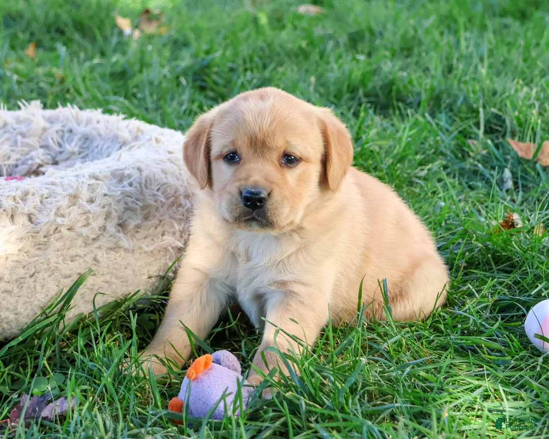 Goldador dogs for sale: Bridget - Ad 1