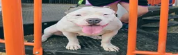 American Bully dogs for sale: American Bully 5 - Ad 3