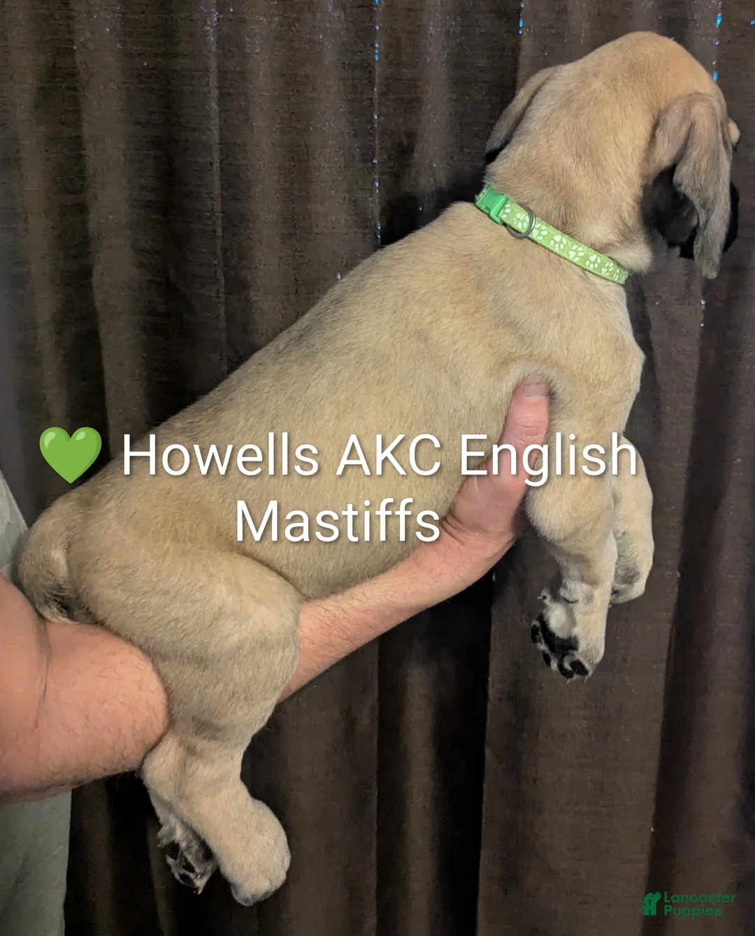 English Mastiff dogs for sale: English Mastiff Puppy lime green  - Ad 2