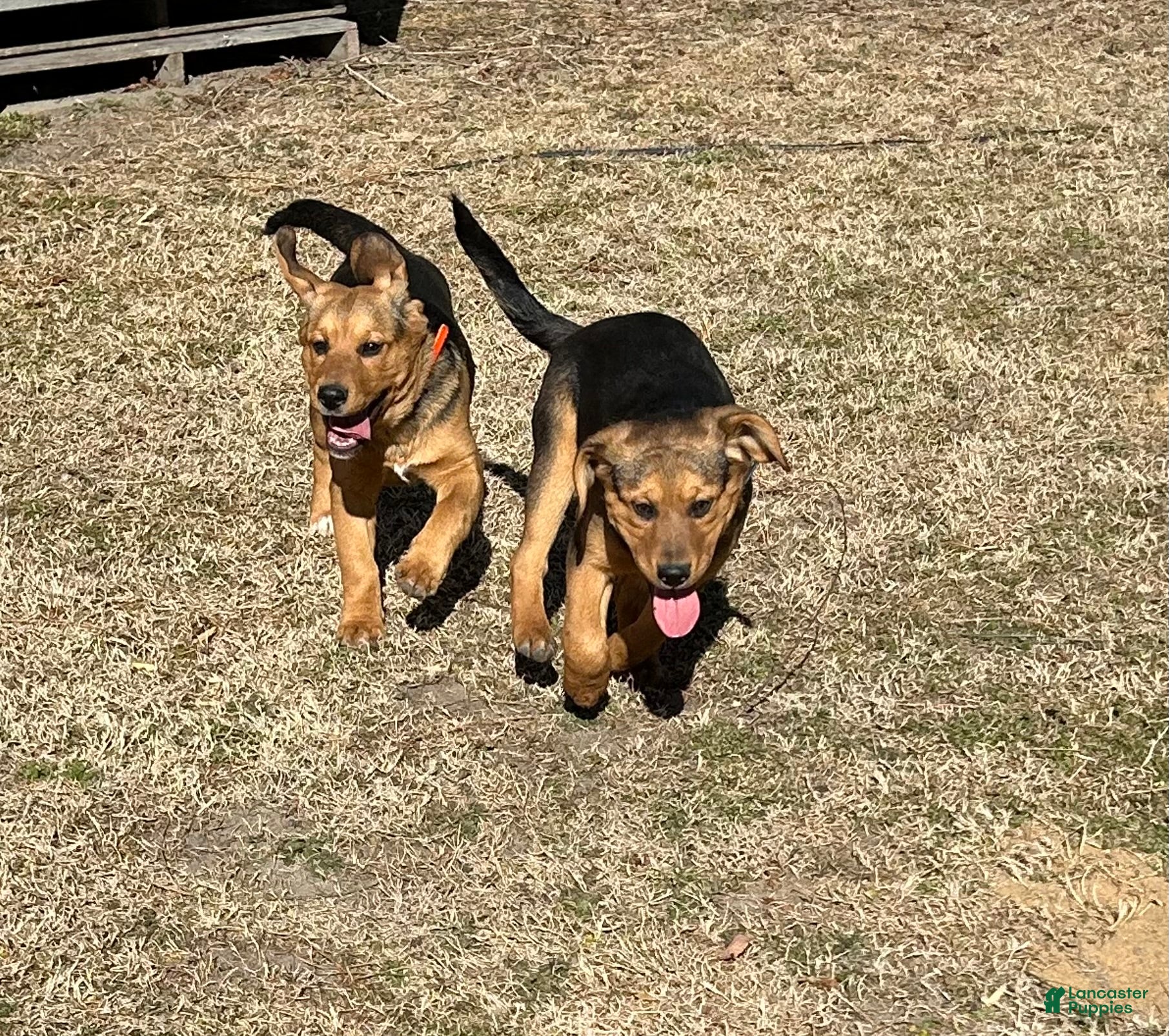 Mixed Breed dogs Mixed Breed Puppy 1 - Ad 2