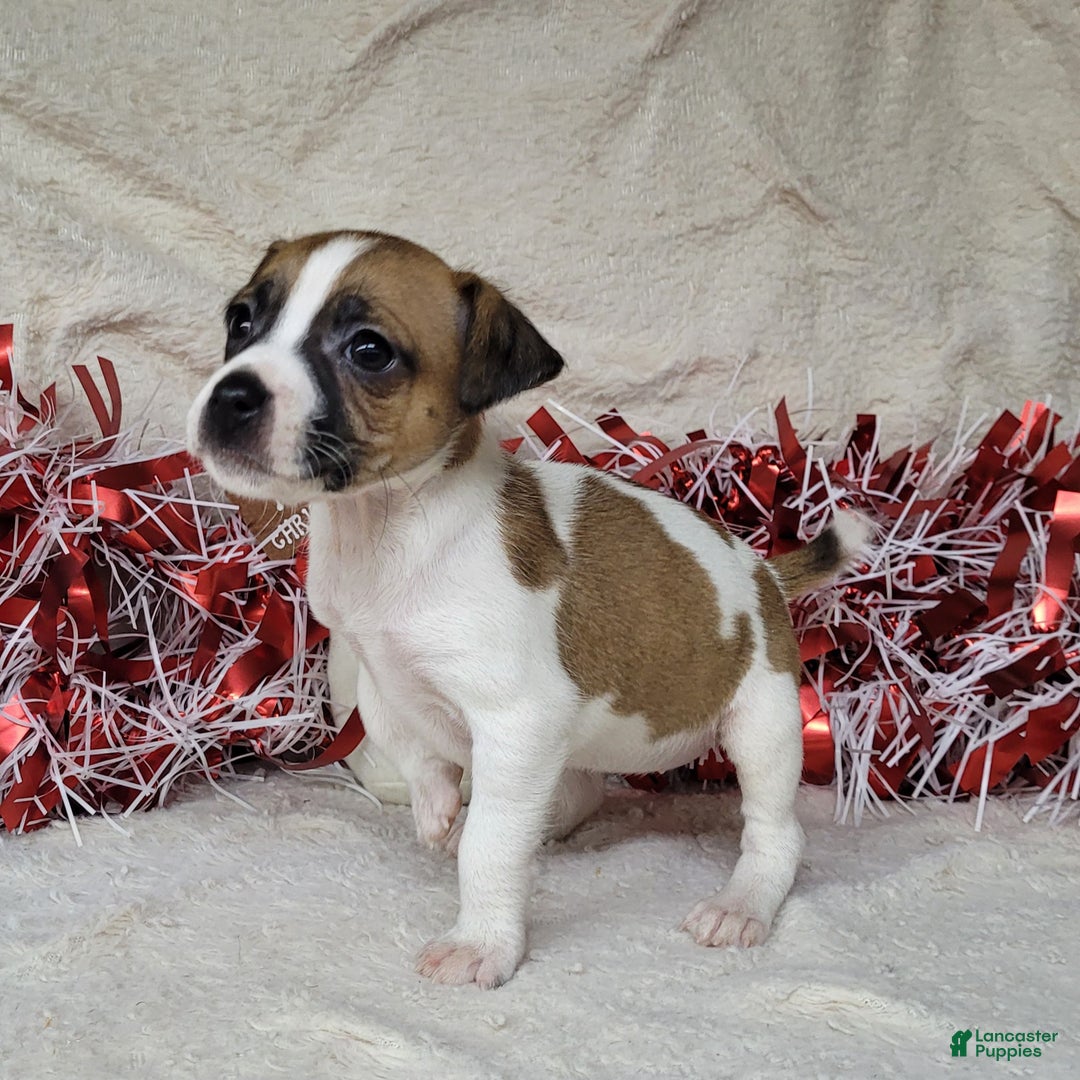 Jack Russell Terrier dogs for sale: FUDGE - Ad 1