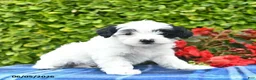 Yorkiepoo dogs for sale: Lilac  - Ad 3