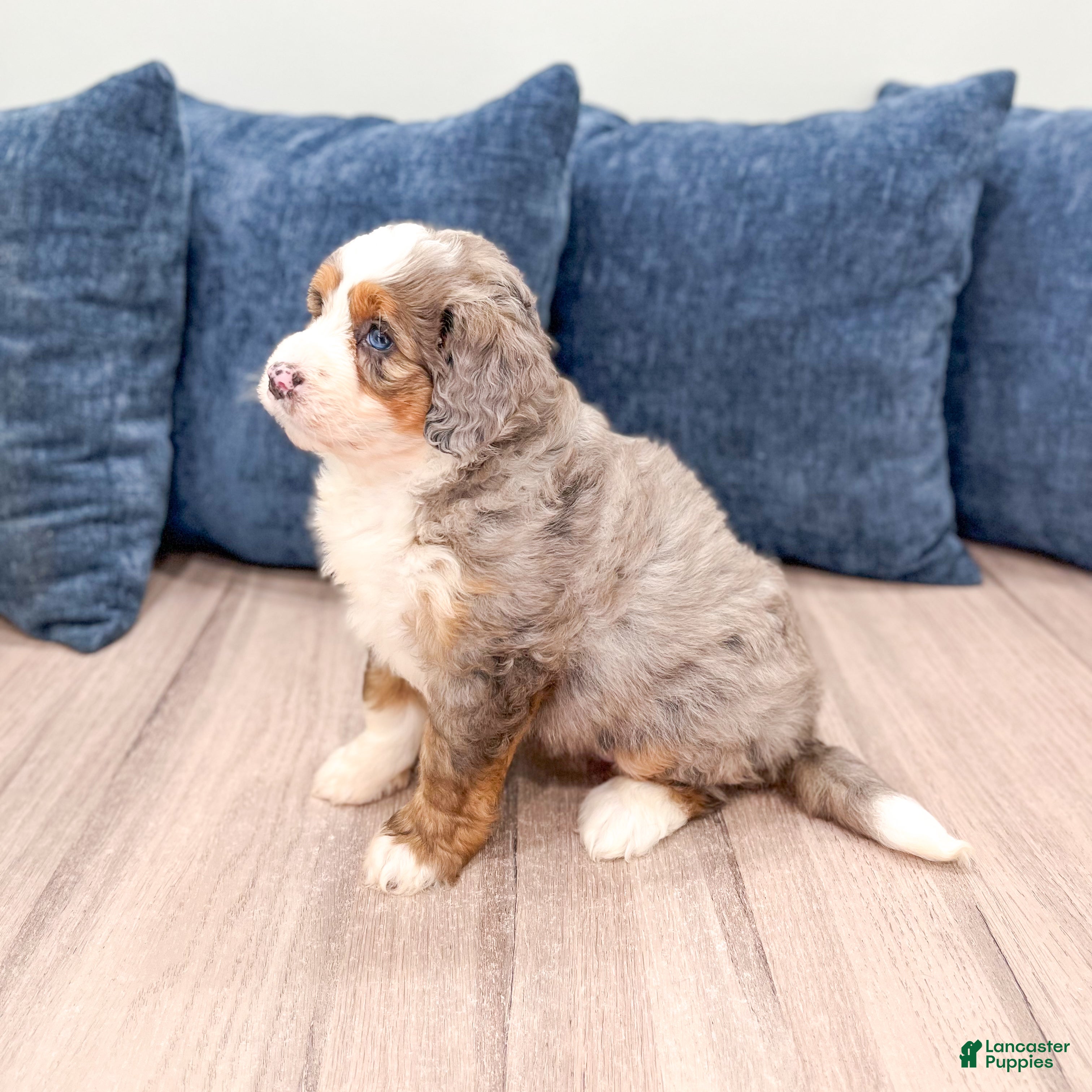 Mini Bernedoodle dogs for sale: Honey - Ad 7