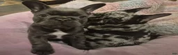 French Bulldog dogs for sale: French Bulldog Merle - Ad 2