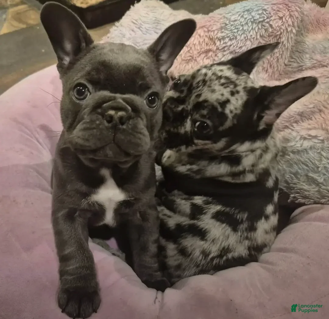 French Bulldog dogs for sale: French Bulldog Merle - Ad 2