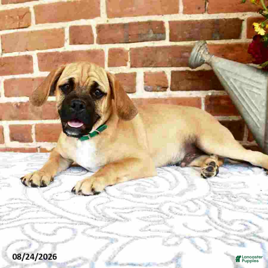 Puggle dogs Robbie - Ad 2