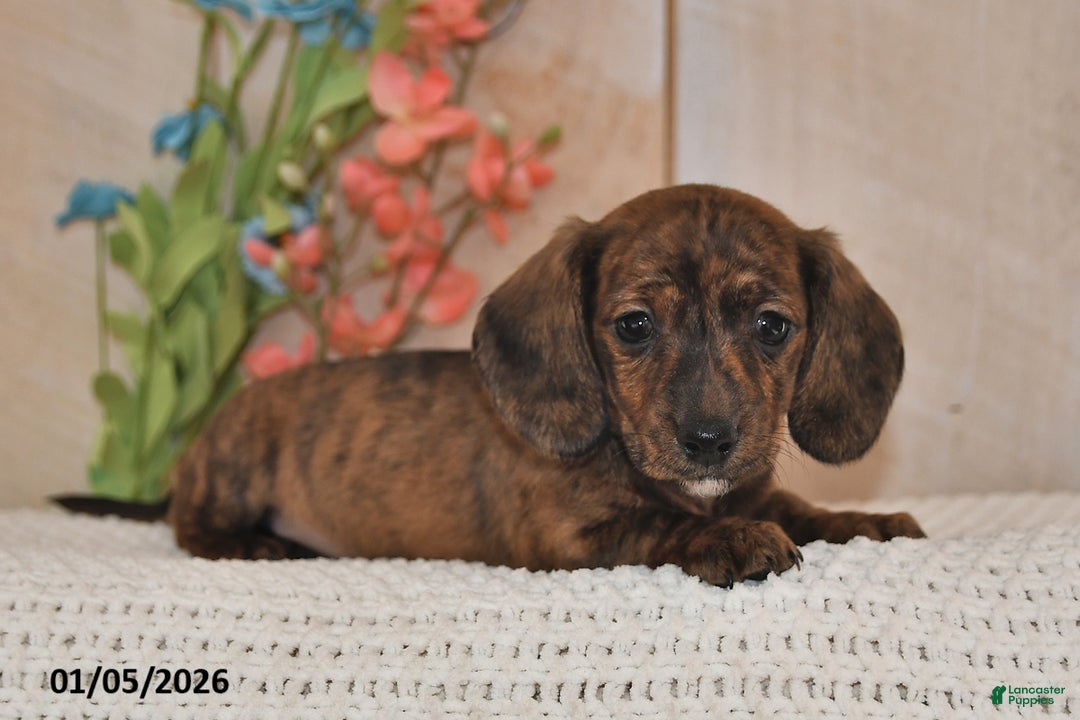 Miniature Dachshund dogs for sale: Cupcake - Ad 3