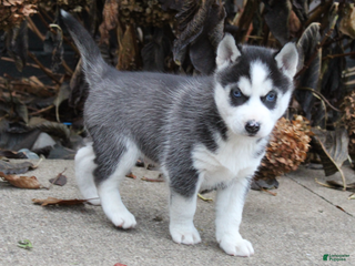 Siberian Husky dogs Ace - Ad 14