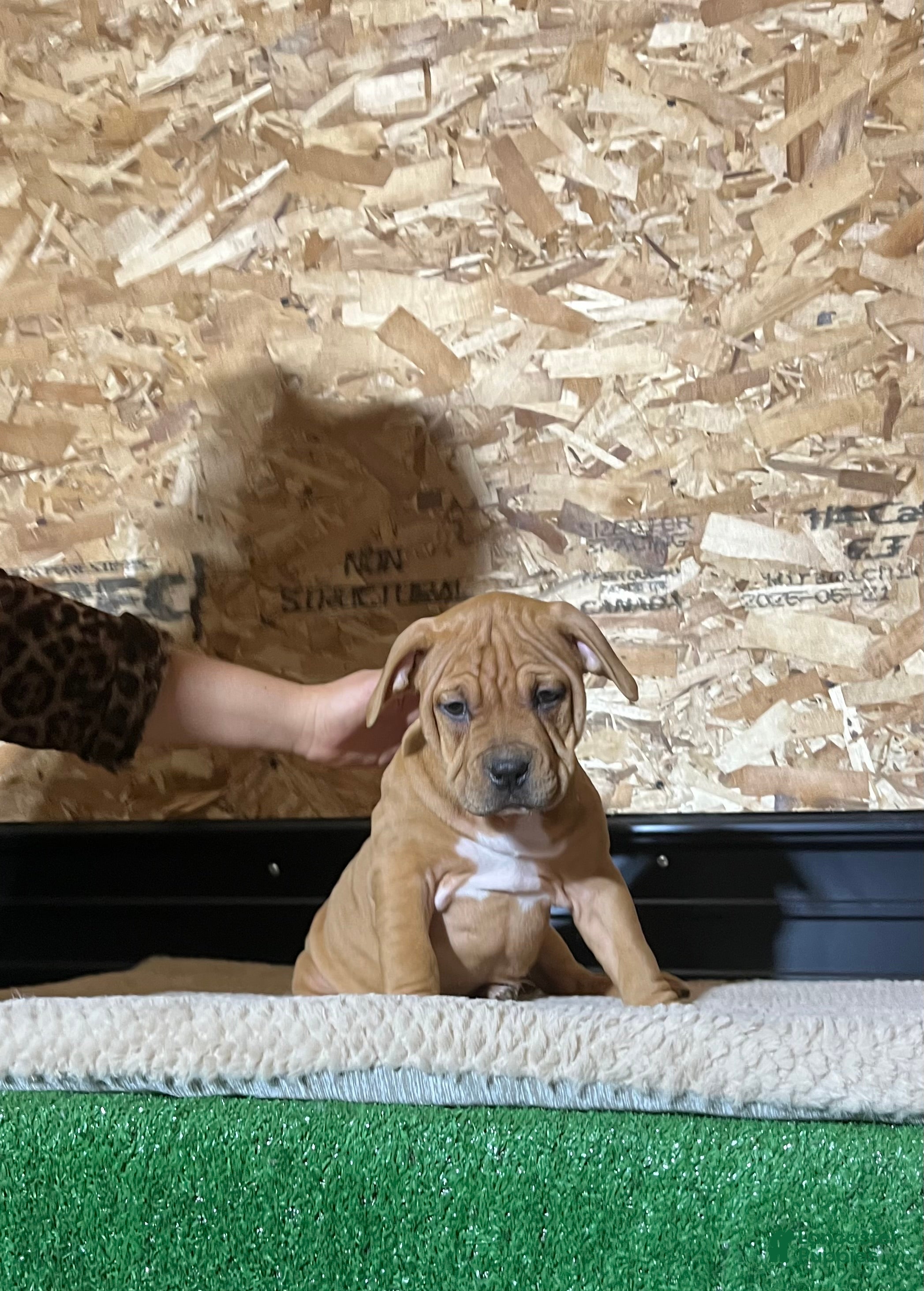 American Bully dogs Cinnamon  - Ad 15