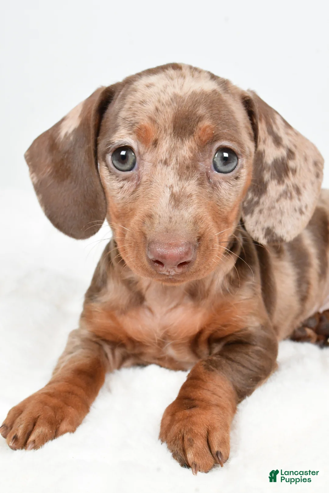 Dachshund dogs for sale: Sadie - Ad 5