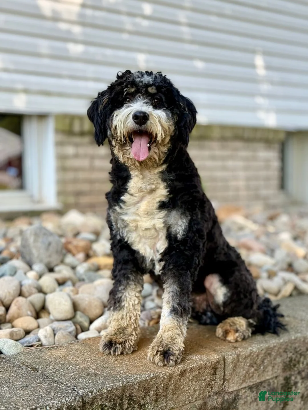 Mini Bernedoodle dogs for sale: Trixie - Ad 11