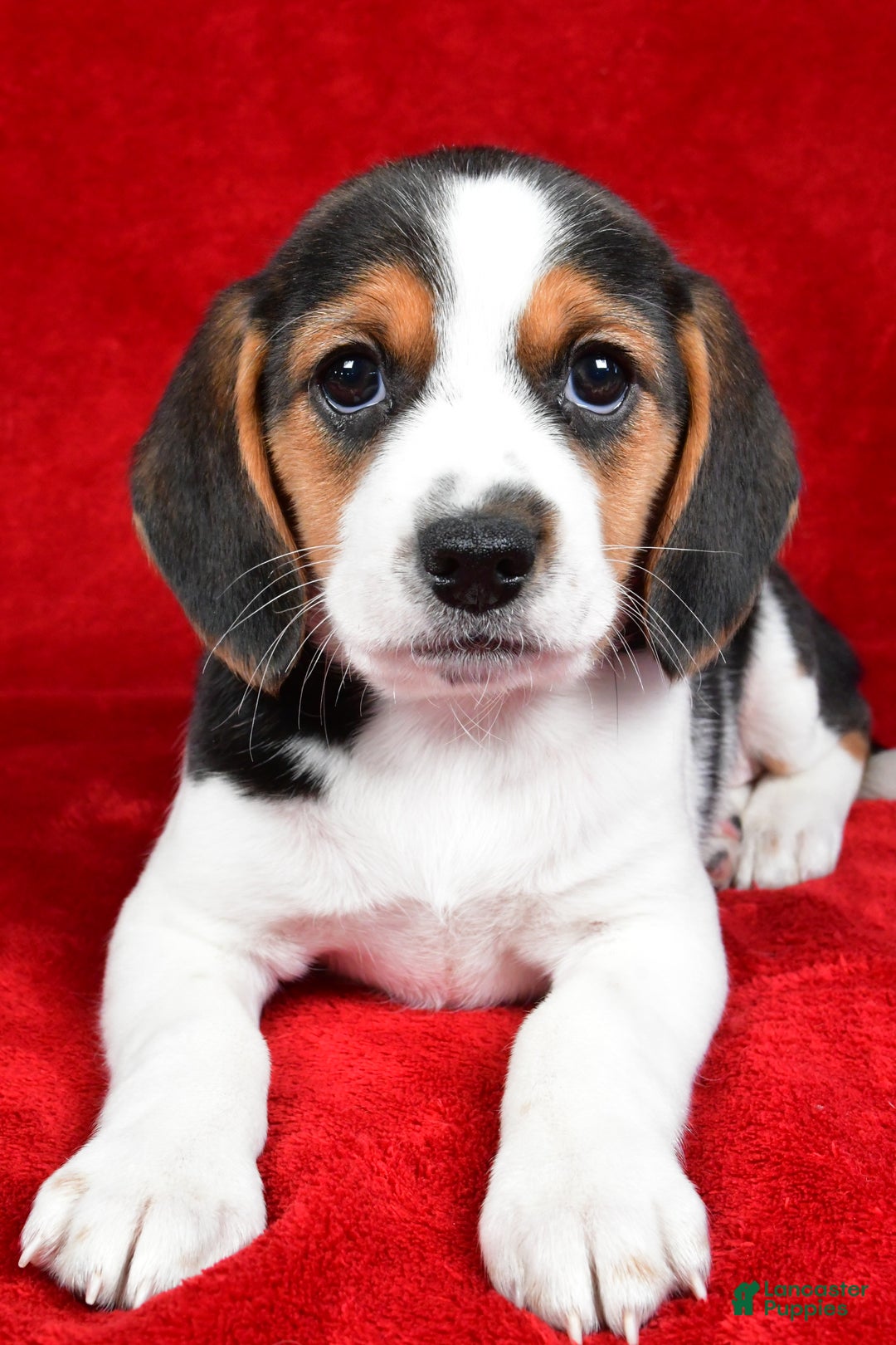 Beagle dogs for sale: Anita - Ad 6