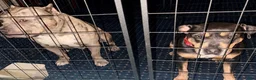 American Bully dogs for sale: American Bully 4 - Ad 4