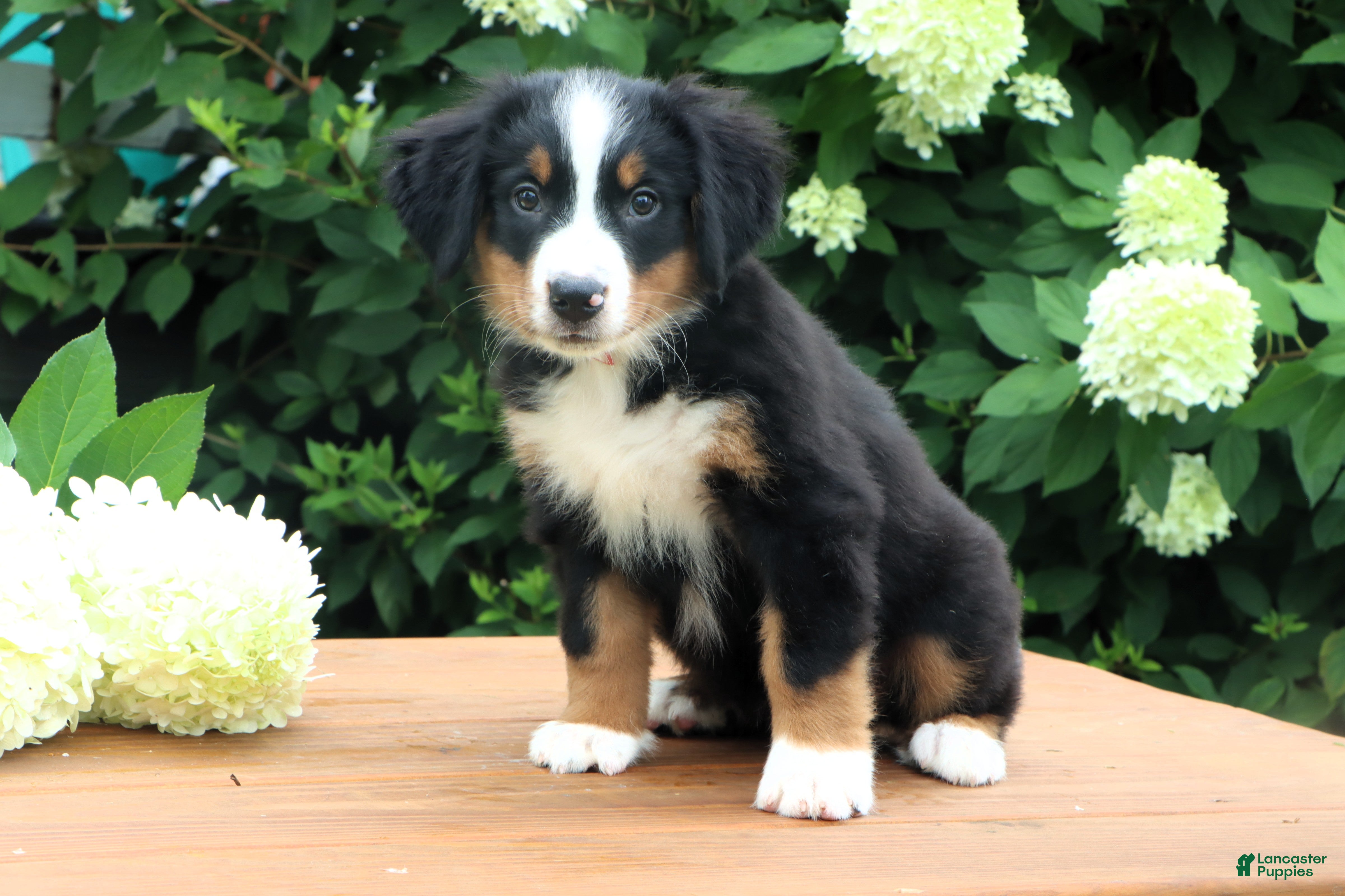 Bernese Mountain Dog dogs Kiara - Ad 1