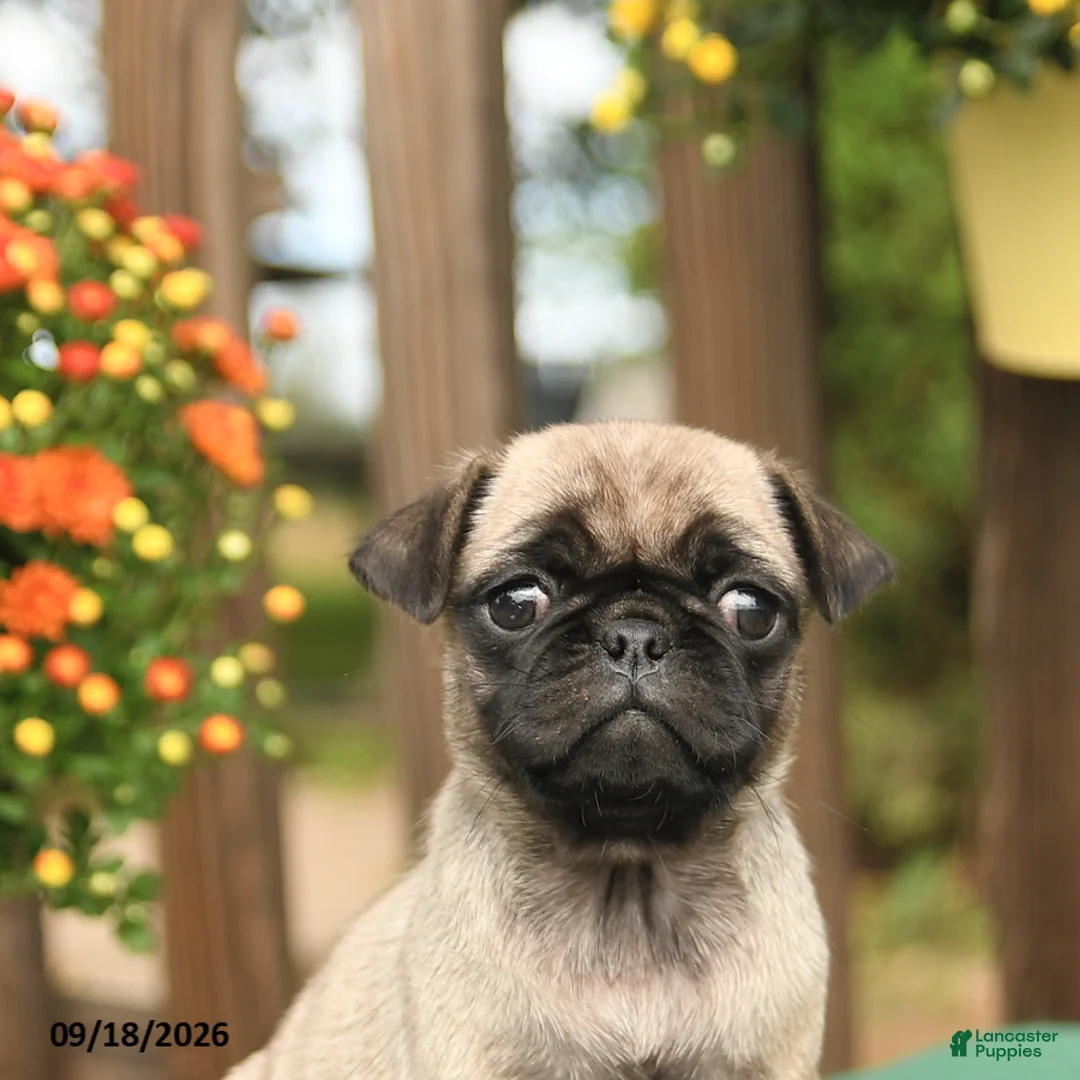 Pug dogs for sale: Molly - Ad 5