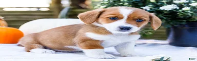 Buddy