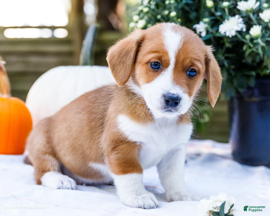 Mixed Breed dogs for sale: Buddy - Ad 1