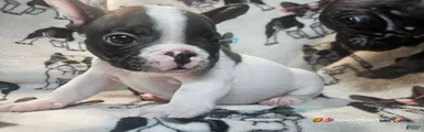 Dr. Dre Male Pie Bald French Bulldog