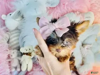 Yorkshire Terrier dogs Teacup chocolate Yorkshire Terrier 1 - Ad 1