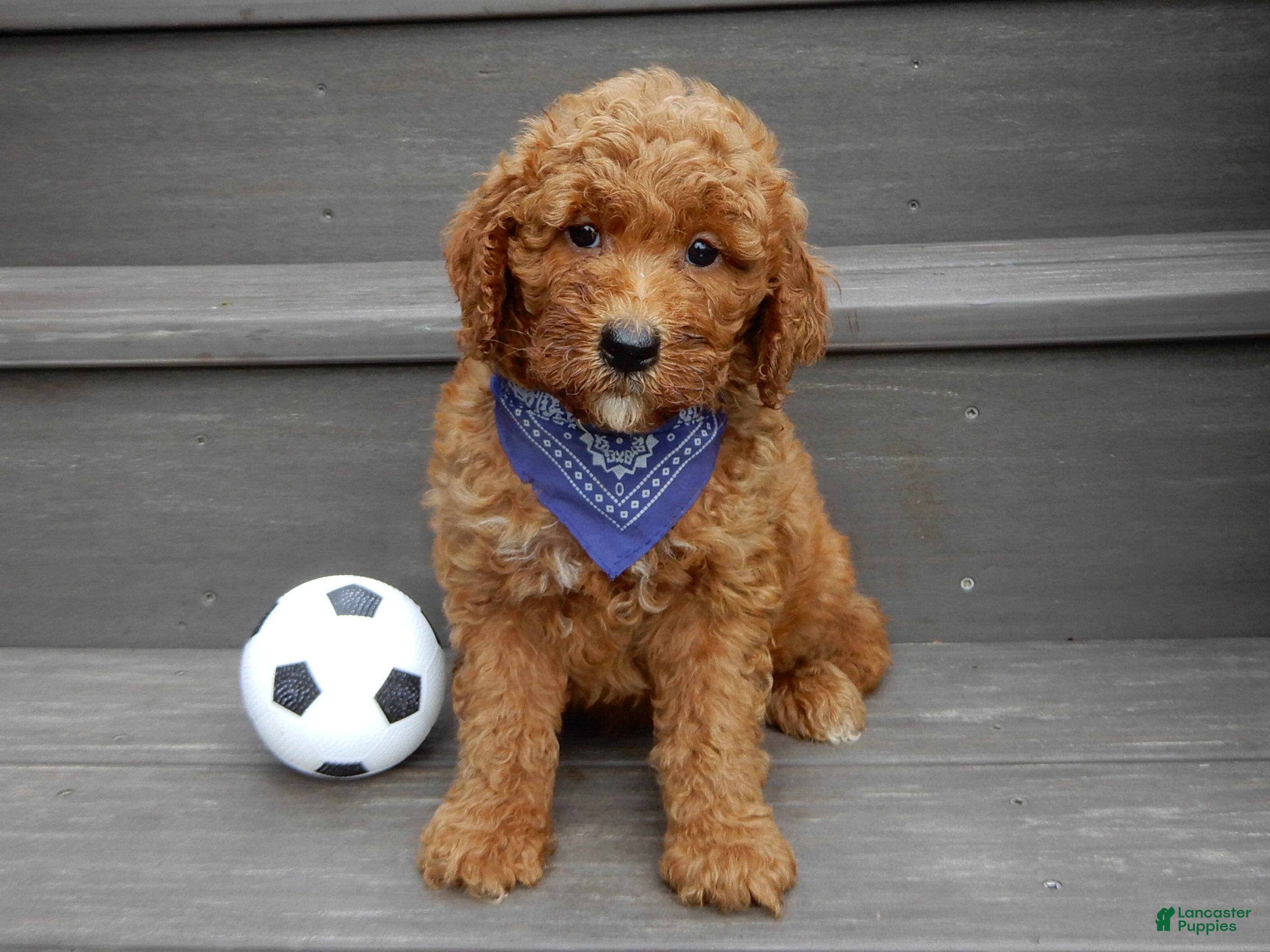 Mini Goldendoodle dogs Chase - Ad 1