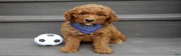 Mini Goldendoodle dogs for sale: Chase - Ad 1