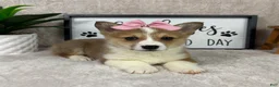 Welsh Corgi Pembroke dogs for sale: Phoebe  - Ad 1