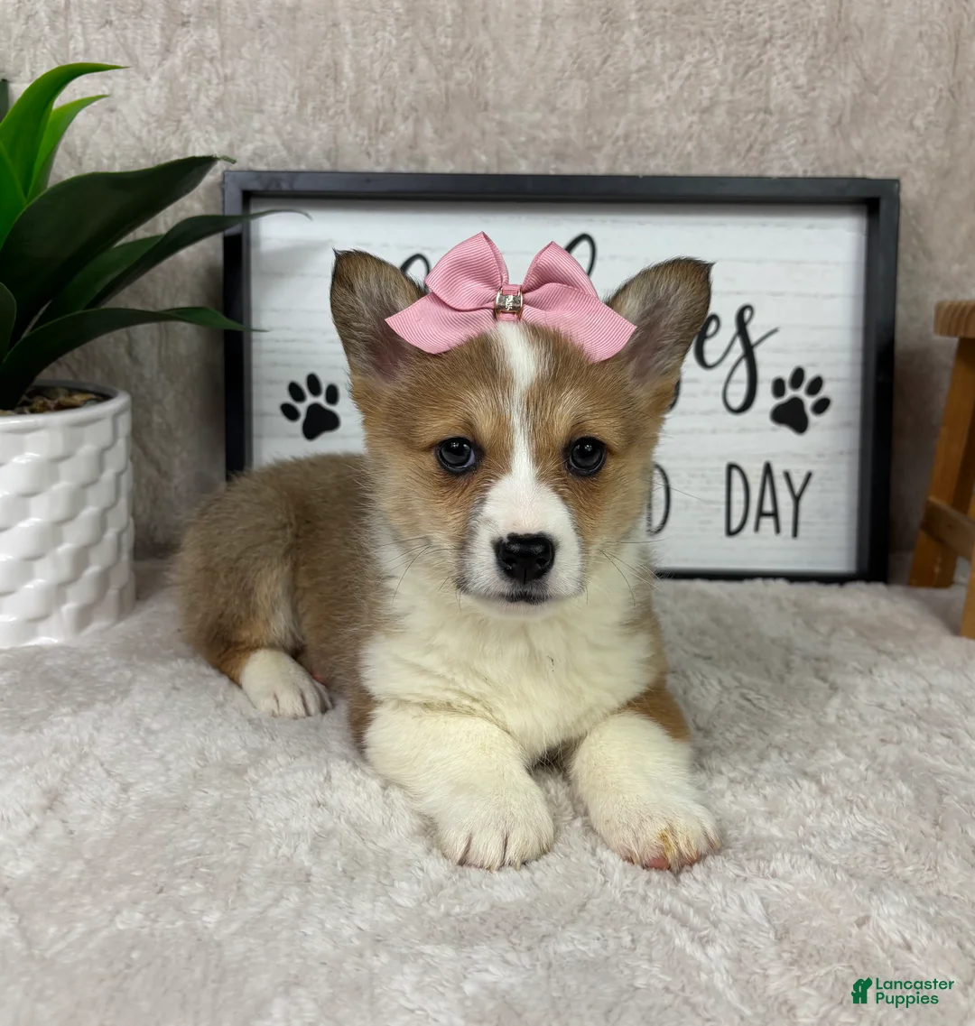 Welsh Corgi Pembroke dogs for sale: Phoebe  - Ad 1