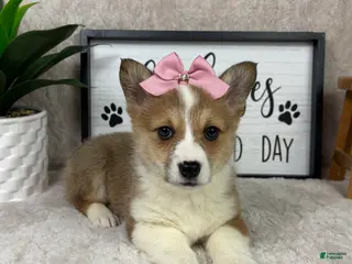 Welsh Corgi Pembroke dogs Phoebe - Ad 23