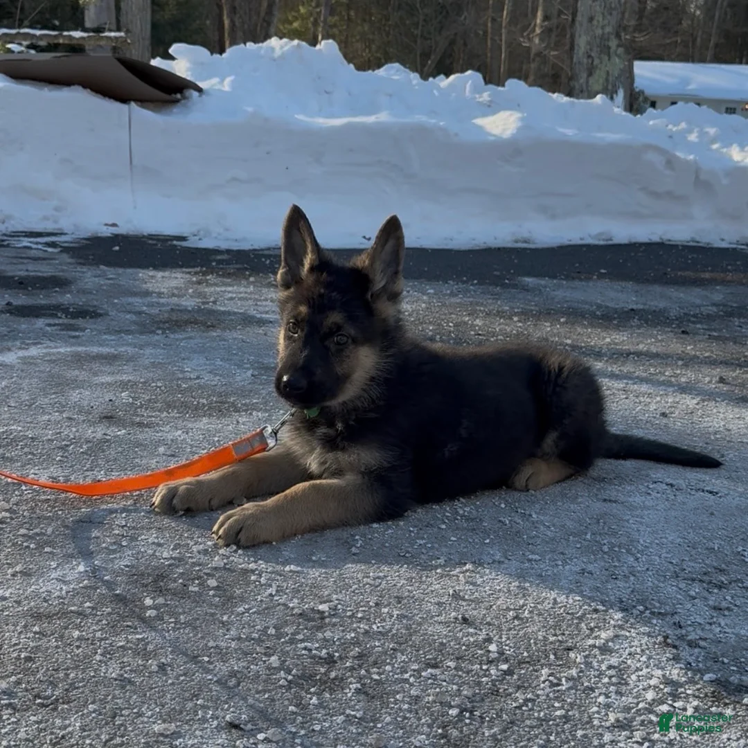 German Shepherd dogs for sale: SWAYZE - Ad 7